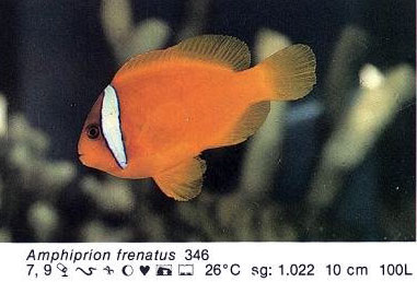 Amphiprion frenatus